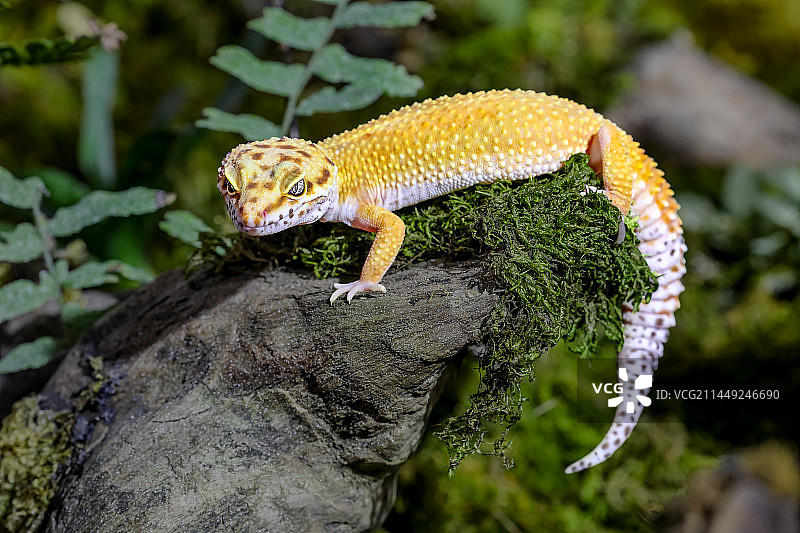 球趾虎（蜥蜴）图片素材