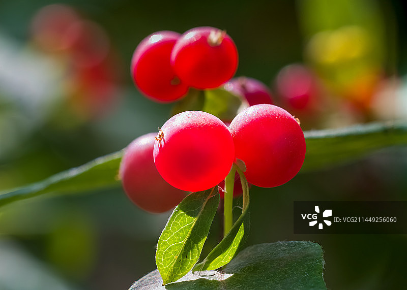 金银忍冬果实特写图片素材