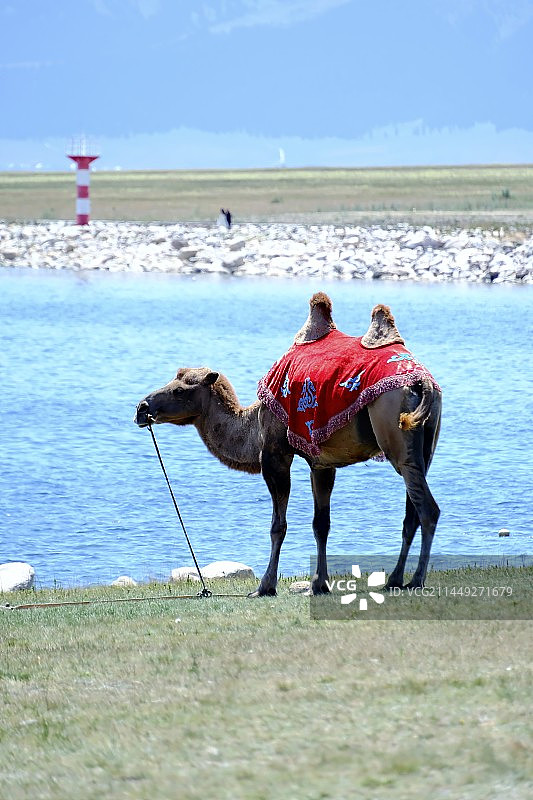 赛里木湖的骆驼图片素材