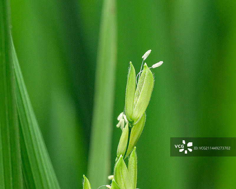 水稻生长稻谷抽穗杨花谷子开花图片素材