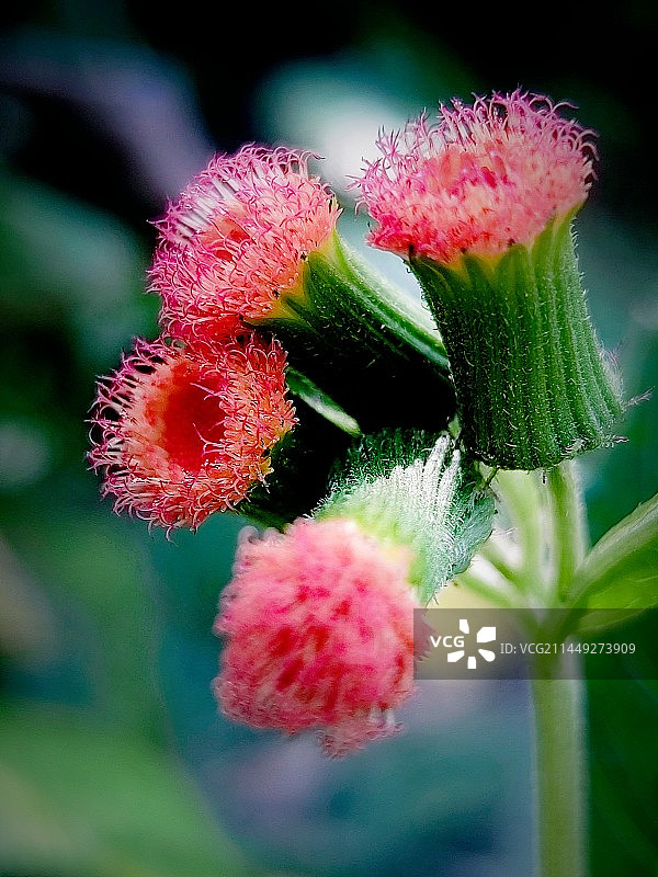 野芝麻花图片素材