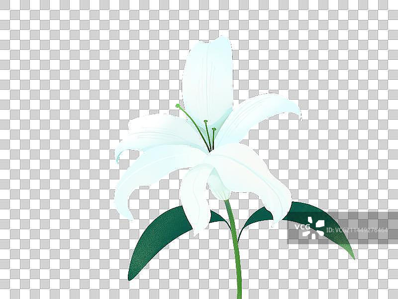 百合花图片素材