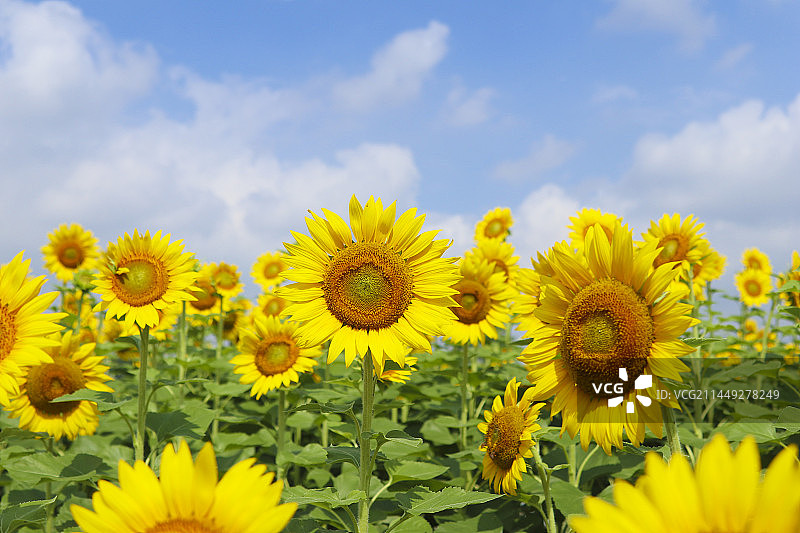 向日葵图片素材