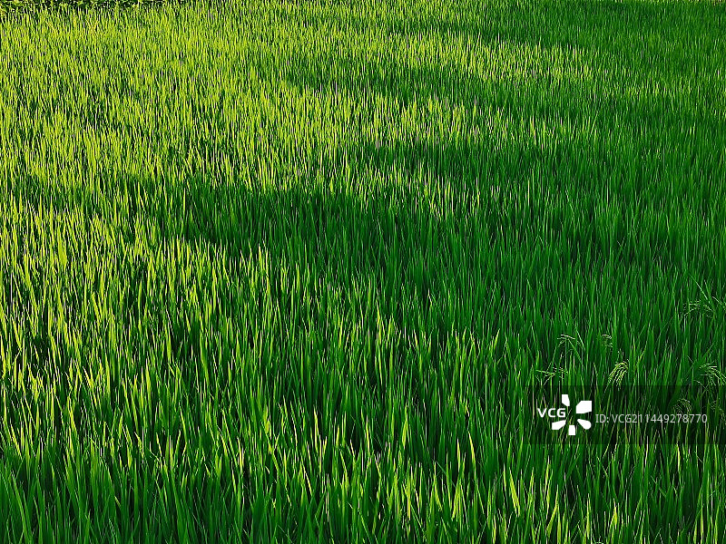 鲜绿原野全帧拍摄图片素材