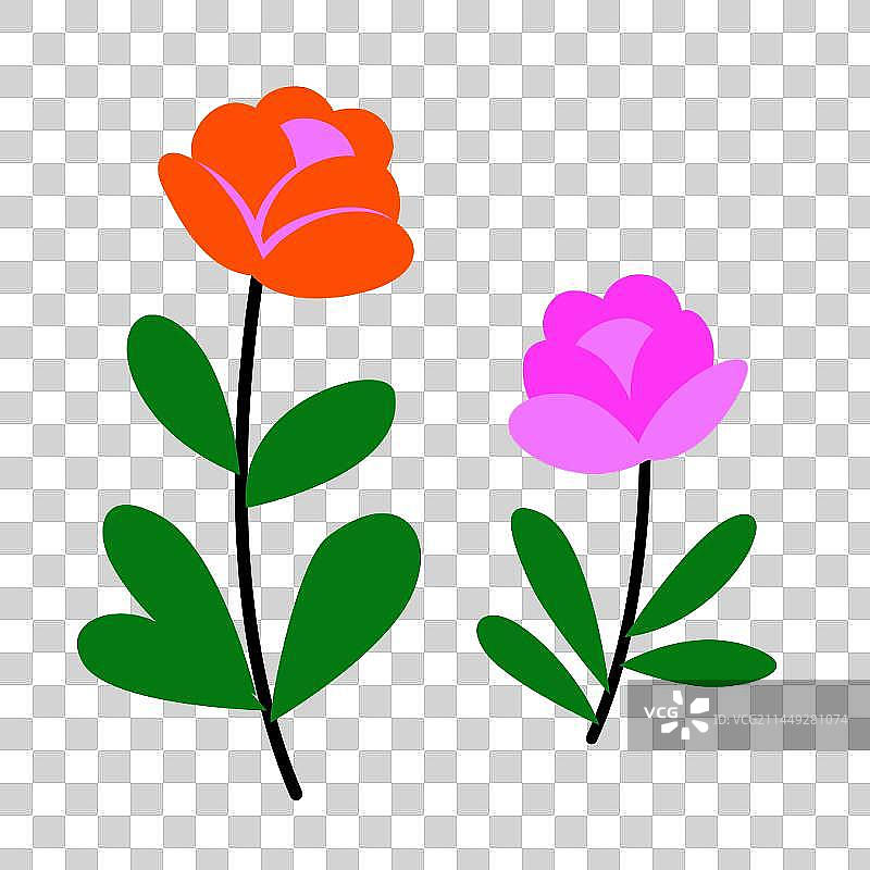 两朵玫瑰花图片素材