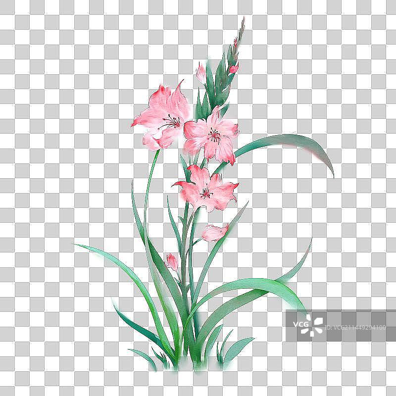 唐菖蒲图片素材