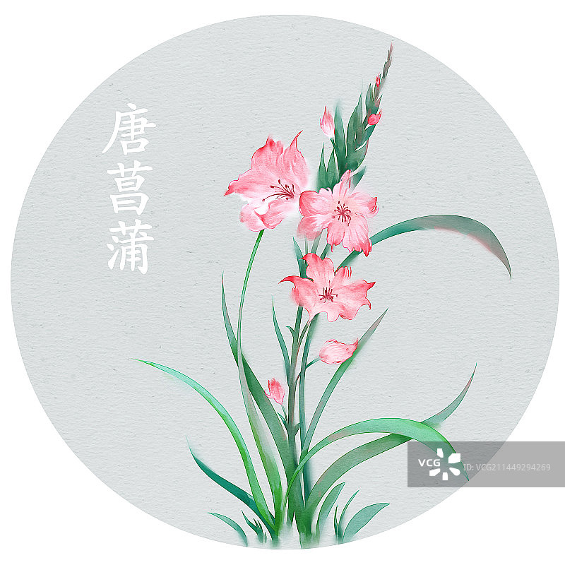 唐菖蒲图片素材