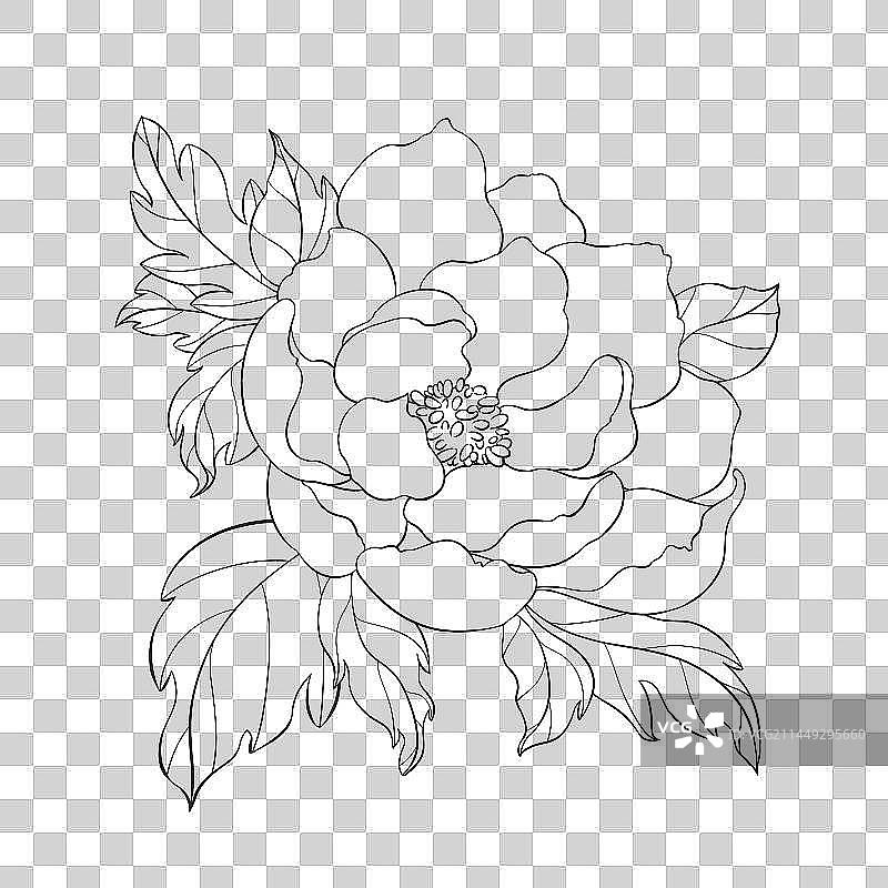 国潮牡丹线稿图片素材