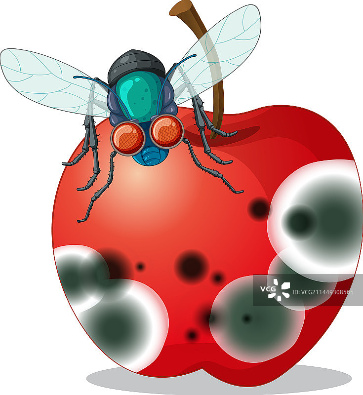 腐烂的苹果与微笑的苍蝇图片素材