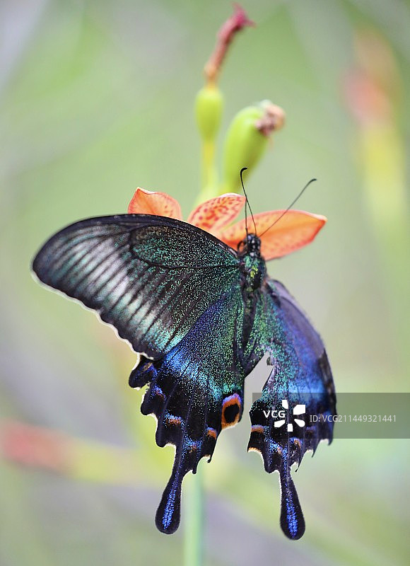 Butterfly 2023图片素材