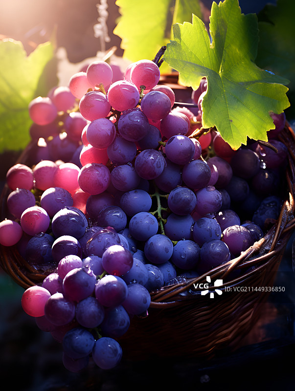 紫葡萄图片素材