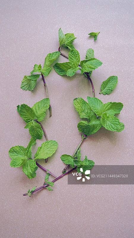 薄荷背景图片素材