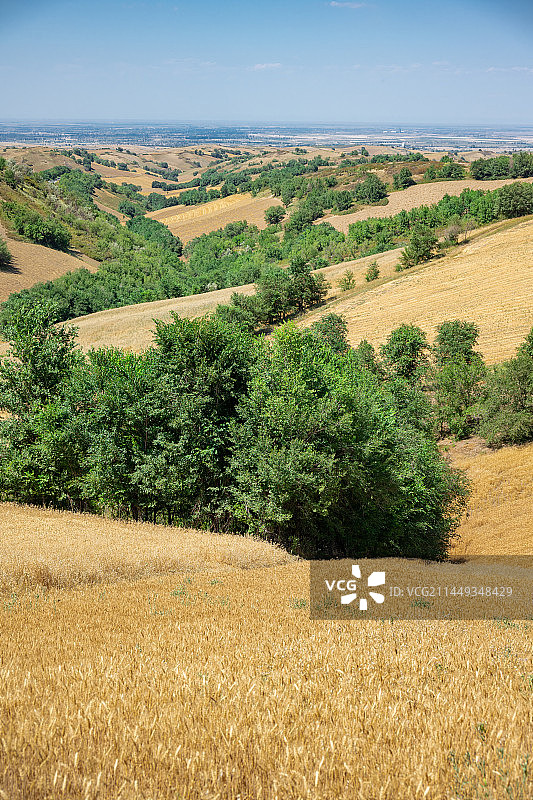 新疆木垒县平顶山麦田风光图片素材
