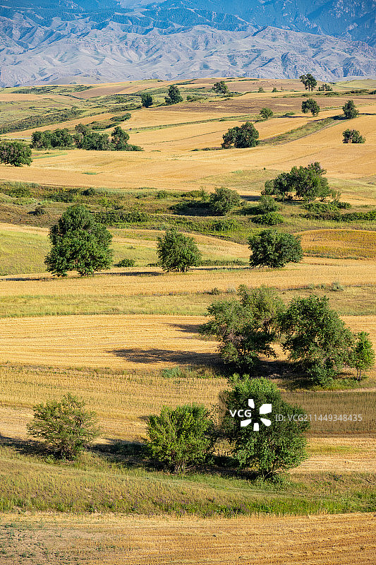 新疆木垒县平顶山麦田风光图片素材