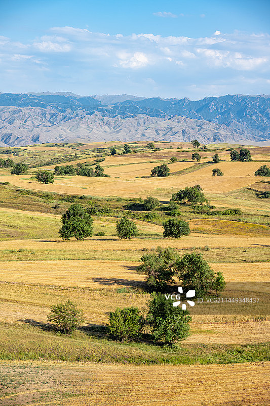 新疆木垒县平顶山麦田风光图片素材