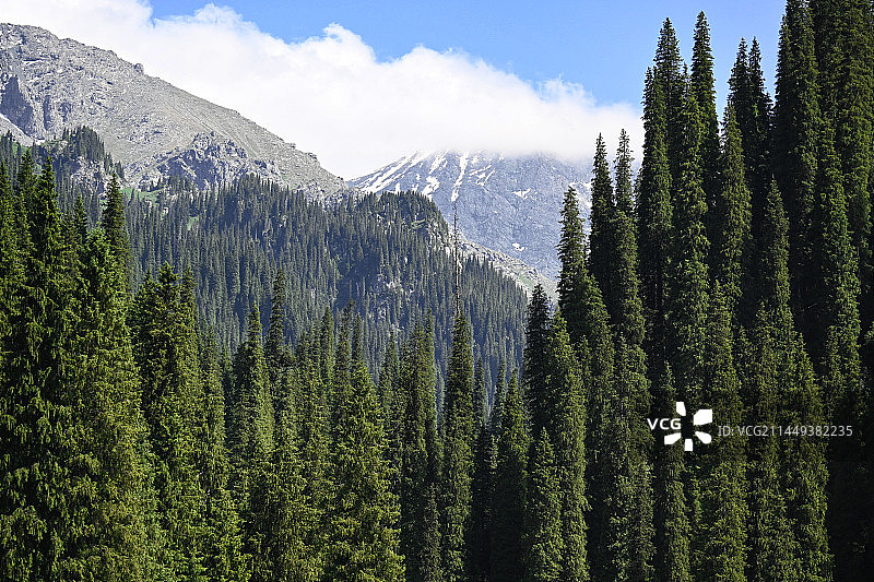 雪山下的森林图片素材