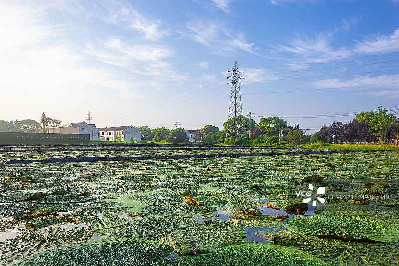 农产品种植基地景观图片素材