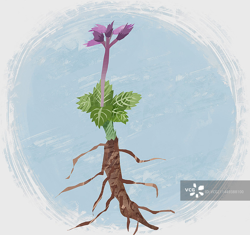 中药材胡黄连插画图片素材