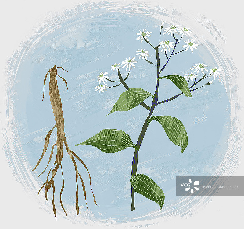 中药材银柴胡插画图片素材