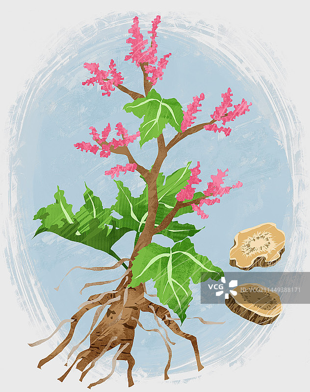 中药材大黄插画图片素材