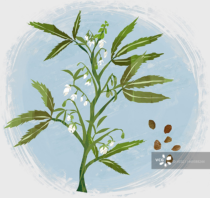 中药材火麻仁插画图片素材