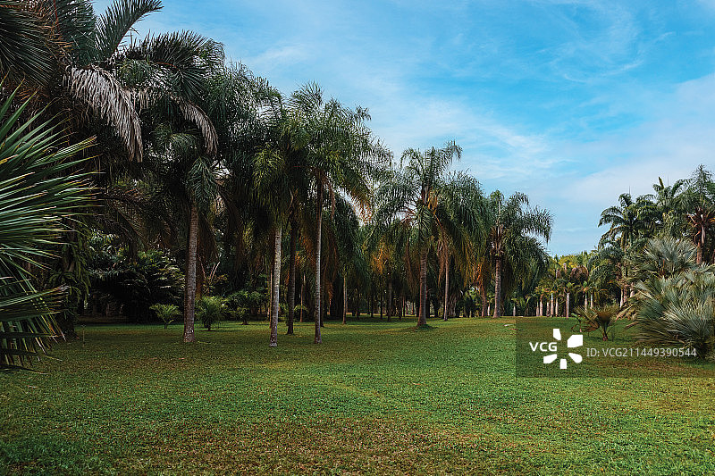 西双版纳植物园图片素材