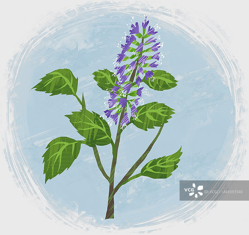 中药材广藿香插画图片素材