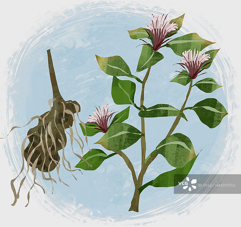 中药材苍术插画图片素材