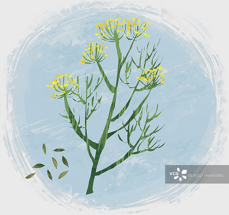 中药材小茴香插画图片素材