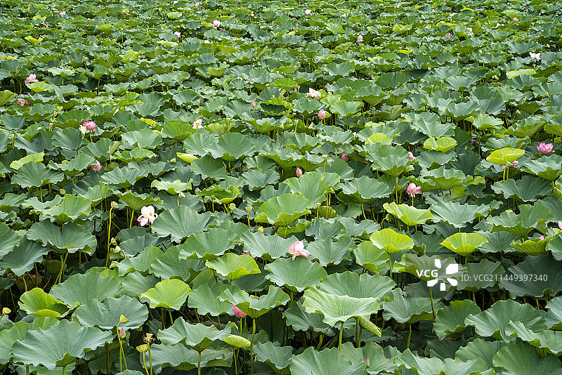 夏日荷塘中盛开的荷花图片素材