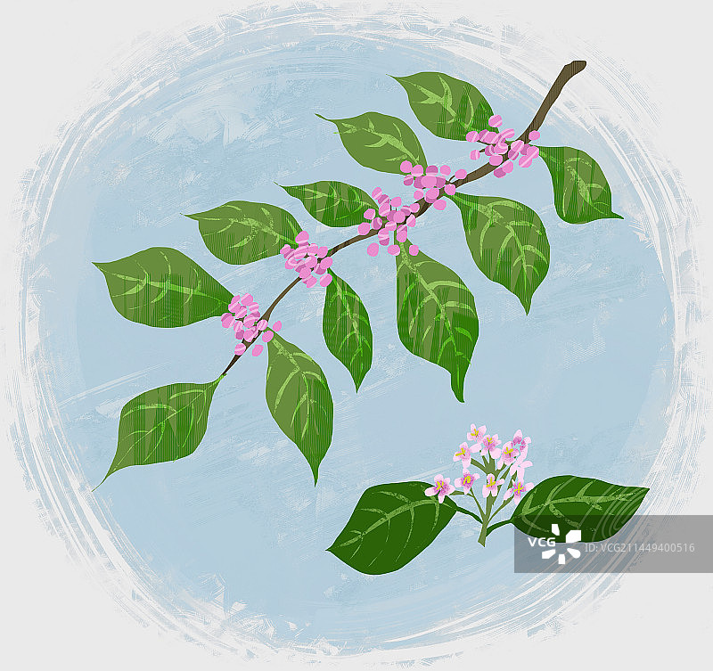 中药材紫珠叶插画图片素材