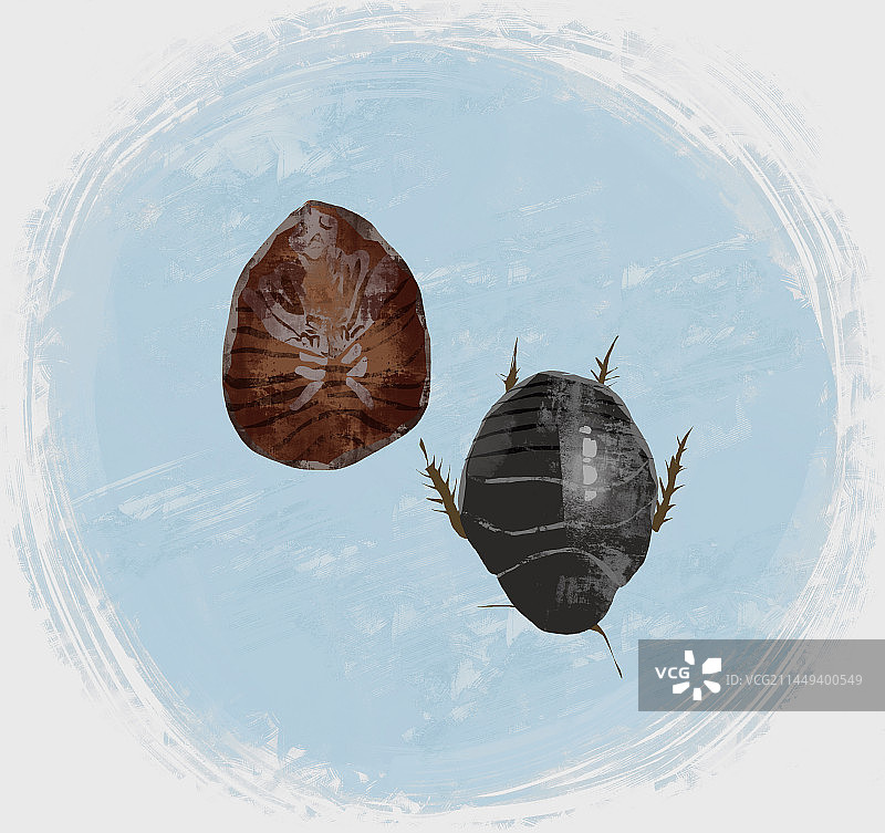 中药材土鳖虫插画图片素材