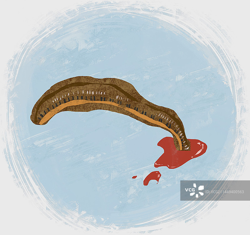 中药材水蛭插画图片素材