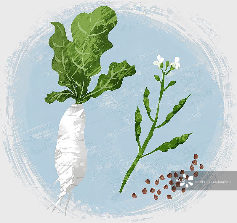 中药材莱菔子插画图片素材
