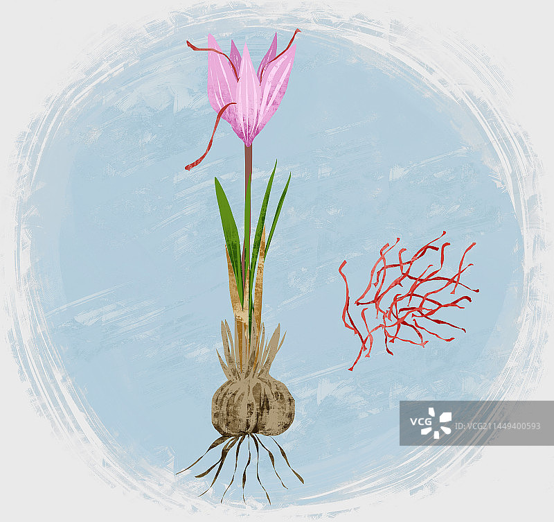 中药材藏红花插画图片素材