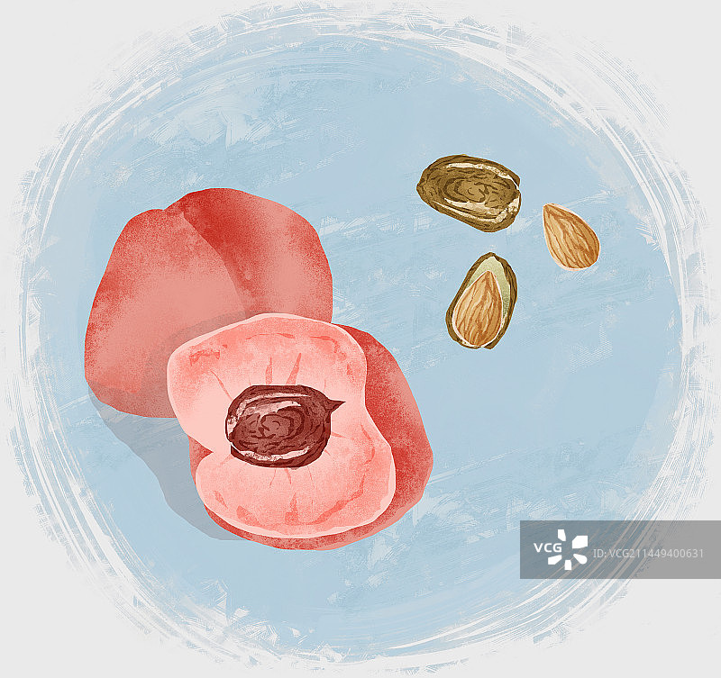 中药材桃仁插画图片素材