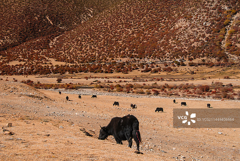 西藏自治区林芝市工布江达县风光图片素材