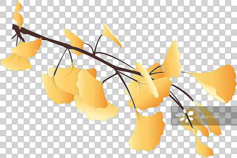 银杏树图片素材