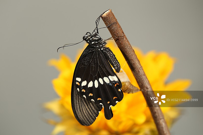 刚羽化的玉带凤蝶图片素材