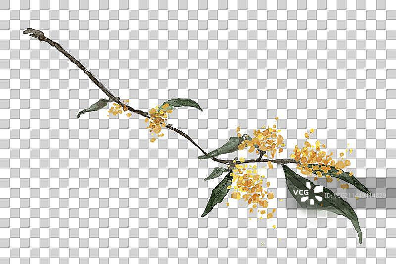 水彩水墨中秋桂花图片素材