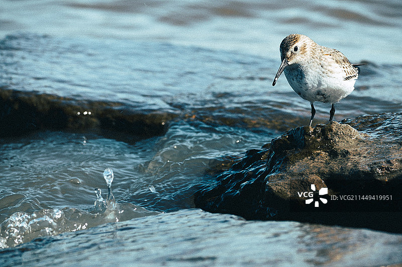 哈尔滨松花江岸边的黑腹滨鹬图片素材