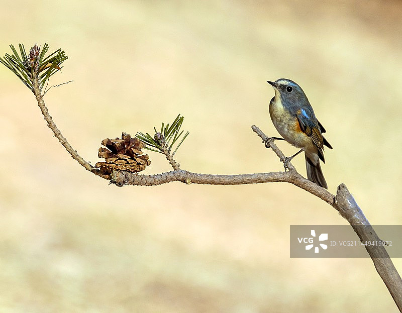 红肋蓝尾鸲图片素材