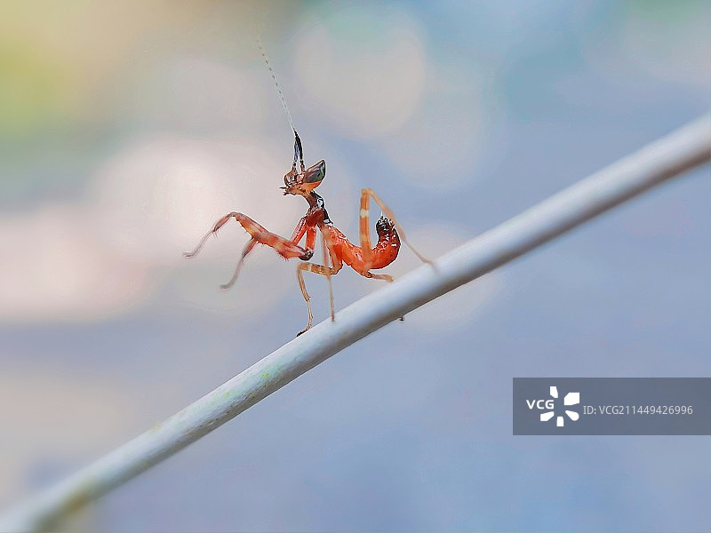 舞步轻盈·丽眼斑螳图片素材