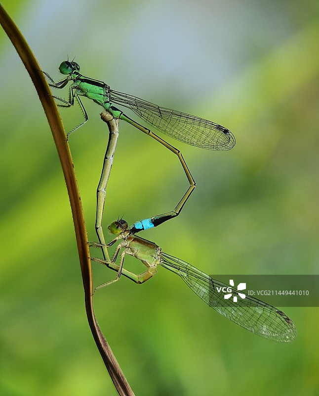 夏之恋图片素材