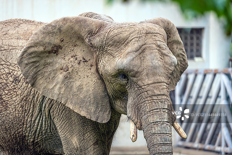 哺乳动物特写图片素材