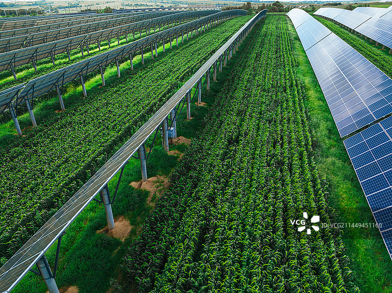 辽宁省阜新市彰武县的人们在太阳能光伏板下种植作物，这一片种的谷子长势喜人图片素材