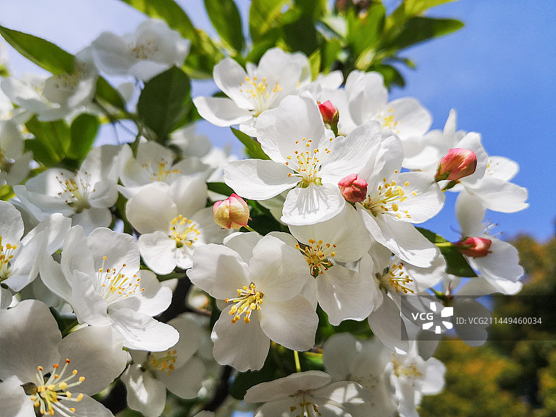 海棠花依旧图片素材