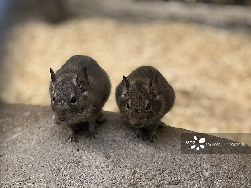 两只豚鼠图片素材