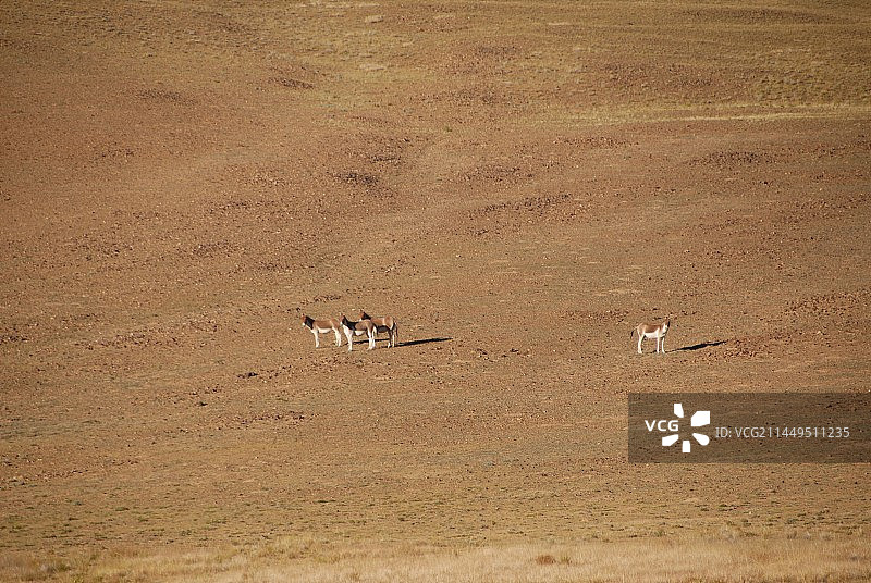 西藏阿里地区措勤县图片素材