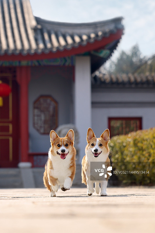 中国风的威尔士柯基犬图片素材